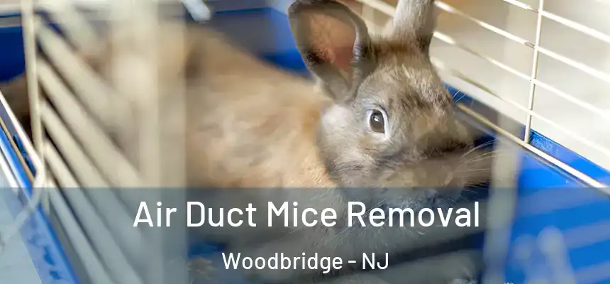 Air Duct Mice Removal Woodbridge - NJ